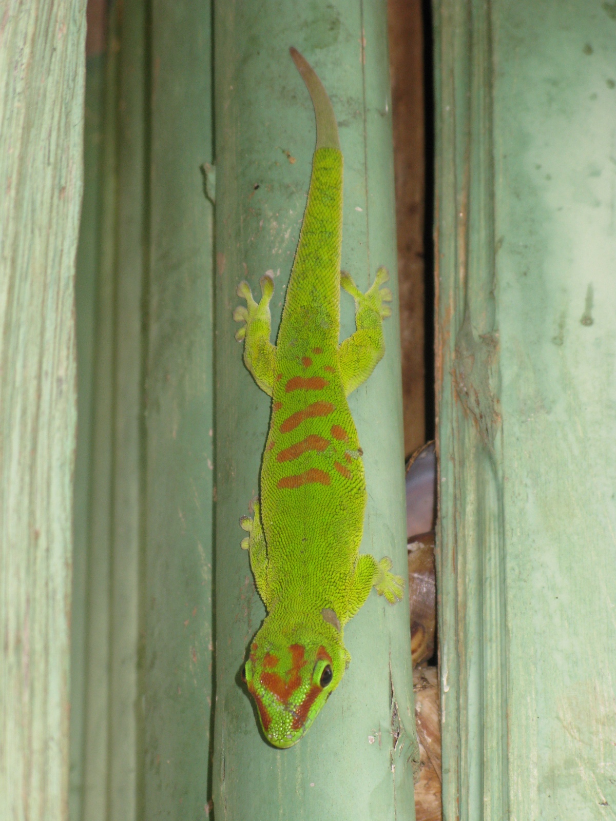 Phelsuma m.  grandis.  grandis on anthropogenic structure 1 NDC
